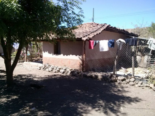 Junquillo 1.jpg